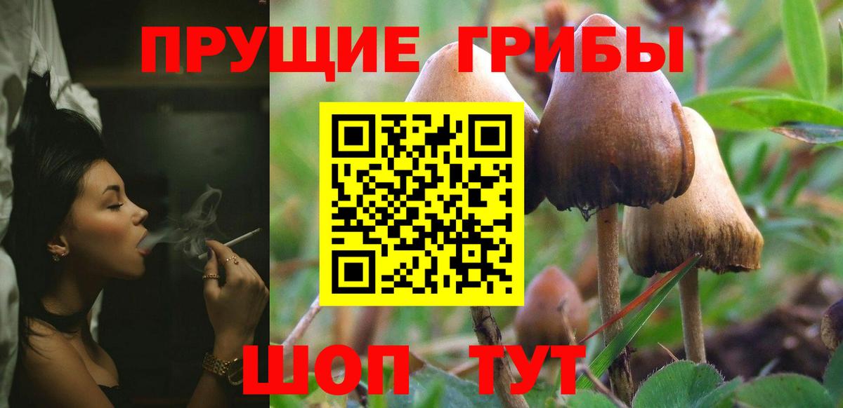 Псилоцибиновые грибы Cubensis Моздок